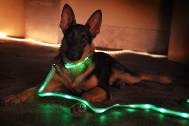 CONJUNTO COLLAR Y CORREA CON LED  - PER-ROS